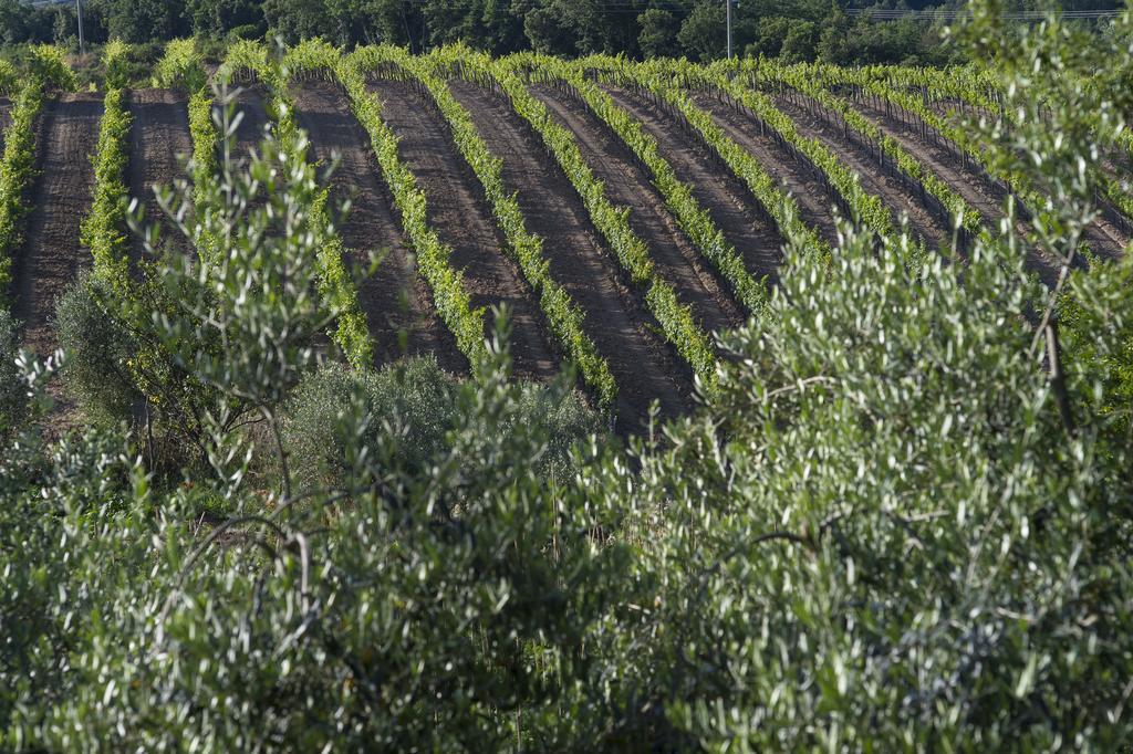 Farm stay Tenuta La Tabaccaia *